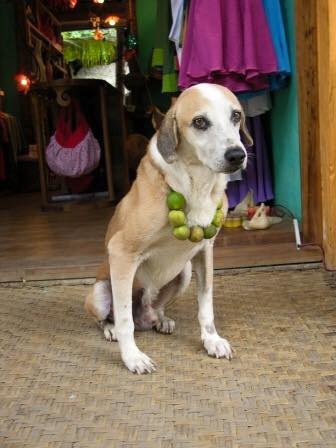 Los collares de limón tampoco funcionan contra el coronavirus y la COVID-19.