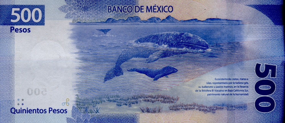 Nuevo Billete de 500 pesos Ballena Gris